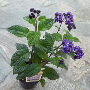 Egrow,Brunfelsia,Seeds,Brunfelsia,Hopeana,Flower,Semente,Plant,Fragrant,Grass,Heliotropium