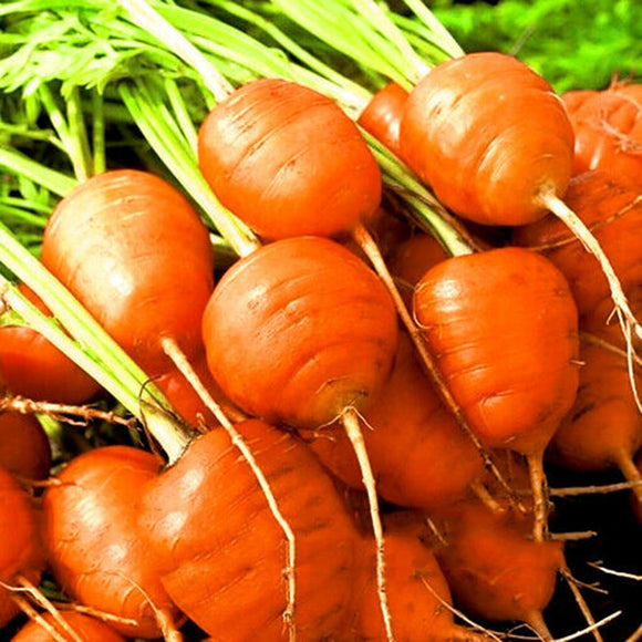 Egrow,Carrot,Seeds,Daucus,Fruit,Organic,Roune,Carrots,Garden,Plant