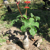 Egrow,Manioca,Seeds,Jatropha,Podagrica,Bonsai,Garden,Plant