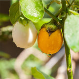 Egrow,Tomato,Seeds,White,Tomato,Organic,Bonsai,Vegetable,Seeds,Small,Middle,Large