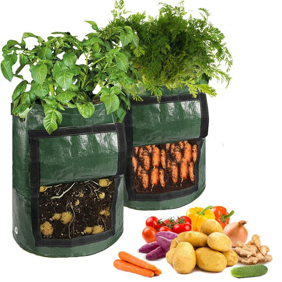 Garden,Potato,Growing,Plant,Vegetables,Drainage,Green
