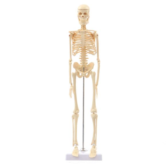 Detachable,Human,Skeleton,Model,Removable,Metal,Stand,Anatomical,Medical,Model