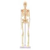 Detachable,Human,Skeleton,Model,Removable,Metal,Stand,Anatomical,Medical,Model