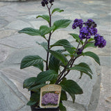 Egrow,Brunfelsia,Seeds,Brunfelsia,Hopeana,Flower,Semente,Plant,Fragrant,Grass,Heliotropium