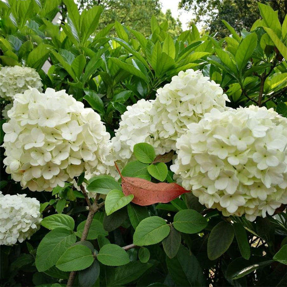 Egrow,Viburnum,Macrocephalum,Seeds,Flower,Seeds,Garden,Decoration