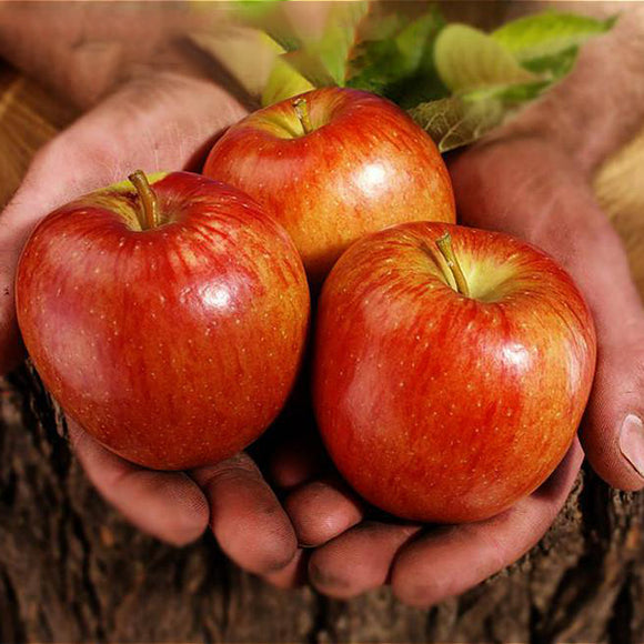 Egrow,Apple,Seeds,Garden,Potted,Fruit,Apple,Bonsai,Plants