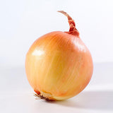 Egrow,Giant,Onion,Seeds,Vegetable,Kitchen,Seasoner,Potted,Plants