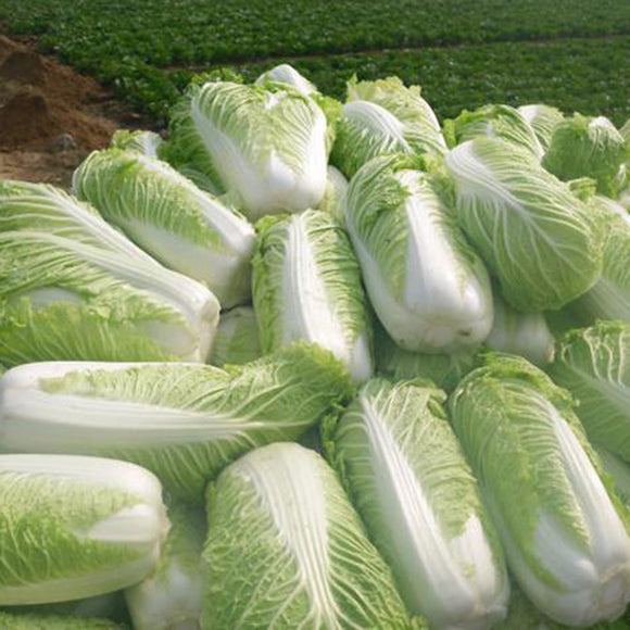 100Pcs,Chinese,Delicious,Cabbage,Seeds,Nutritious,Green,Vegetable,Seeds,Brassica,Plants,Garden