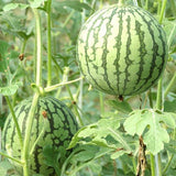 20Pcs,Watermelon,Flesh,Magic,Garden,Seeds,Summer,Fruit,Garden,Landscape