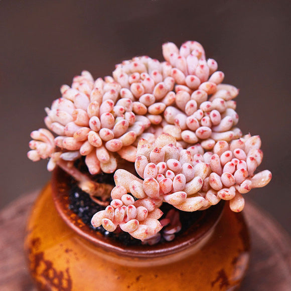 Egrow,Japanese,Succulents,Seeds,Color,Garden,Bonsai,Plants,Flower,Potted