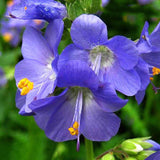 Egrow,Violet,Seeds,Perennial,Polemonium,Flower,Bonsai,Garden,plant