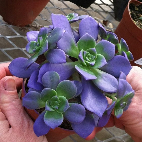 Egrow,Succulent,Plants,Seeds,Garden,Balcony,Indoor,Decor,Bonsai,Seeds