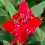 Egrow,Canna,Seeds,Garden,Outdoor,Bonsai,Tropical,Bronze,Scarlet,Flower,Seeds