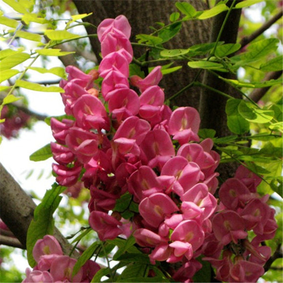 Egrow,Sophora,Tonkinensi,Seeds,Sophora,Tonkinensi,Plant,Flower,Seeds