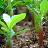 Egrow,Brown,Black,Desert,Seeds,Balcony,Bonsai,Ornamental,Flowers,Adenium,Plants