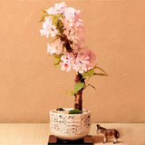 Egrow,Sakura,Seeds,Sakura,Cherry,Blossom,Garden,Flower,Bonsai,Indoor,Flowers,Plants