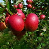 Egrow,Apple,Seeds,Redlove,Apple,Fruit,Garden,Planting