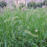 Egrow,Grass,Seeds,Forage,Seeds,Grass,Seeds,Garden,Plants