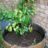Egrow,Cinnamon,Seeds,Mixed,Bonsai,Evergreen,Garden,Plant