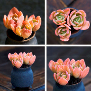 Egrow,Succulent,Seeds,Garden,Potted,Flower,Ornamental,Plants