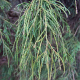 Egrow,Cypress,Seeds,Cypress,Plant,Chamaecyparis,Pisifera,Filifera