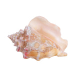 Shell,Conch,Natural,Coral,Ocean,Beach,Ornament,Craft,Decor