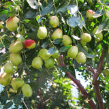 Egrow,Jujube,Seeds,Exotic,Fruit,Jujube,Seeds,Bonsai,Natural,Healthy,Perennial,Plants