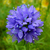 Egrow,Cornflower,Seeds,Loosestrife,Lythrum,Bonsai,Garden,Plant