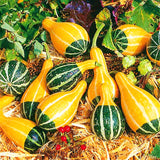 Egrow,Pumpkin,Seeds,Edible,Chinese,Rainbow,Vegetable,Fruit,Bonsai,Seeds