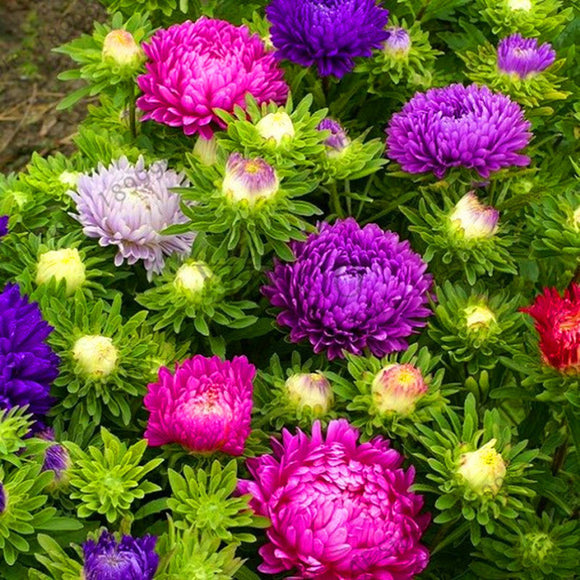 Egrow,Aster,Bonsai,Seeds,Chinese,Chrysanthemum,Flower,Garden,Gaden,Plants