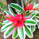 Egrow,Bromeliad,Cactus,Seeds,Bromeliad,Cactus,Colorful,Flower,Courtyard,Succulent,Flower,Garden,Supplies