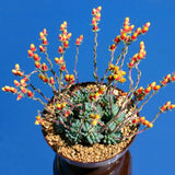 Egrow,Cactus,Seeds,Cactus,Rebutia,Variety,Flowering,Color,Cacti,Cactus,Garden,Office,Succulent,Plant