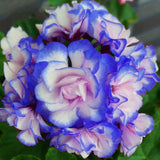 Egrow,Geranium,Seeds,Appleblossom,Rosebud,Pelargonium,Perennial,Garden,Flower,Seeds