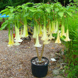 Egrow,Brugmansia,Seeds,Angel,Trumpet,Yellow,Brugmansia,Seeds,Fragrant,Trumpet,Flowers