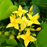 Egrow,Ixora,Coccinea,Seeds,Mixed,Yellow,Orange,Dwarf,Chinese,Ixora,Flowers,Seeds,Garden,Nursery