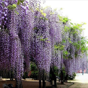 10Pcs,Purple,Wisteria,Flower,Seeds,Wisteria,Sinensis,Garden,Plant