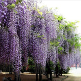 10Pcs,Purple,Wisteria,Flower,Seeds,Wisteria,Sinensis,Garden,Plant