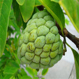 Egrow,Custard,Apple,Srikaya,Seeds,Bonsai,Soursop,Fruit,Graviola,Annona,Muricata,Plant,Sweet,Fruit,Sugar,Apple,Plant