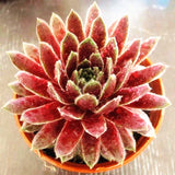 Egrow,Sempervivum,Seeds,Colorful,Gardening,Succulent,Plant,Flower