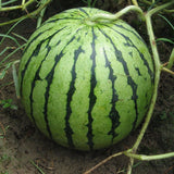 20Pcs,Watermelon,Flesh,Magic,Garden,Seeds,Summer,Fruit,Garden,Landscape