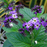 Egrow,Brunfelsia,Seeds,Brunfelsia,Hopeana,Flower,Semente,Plant,Fragrant,Grass,Heliotropium