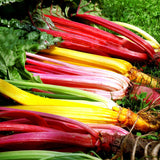 Egrow,Rainbow,Sugarbeet,Seeds,Organic,Vegetable,Garden,plant