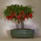 Egrow,Pepper,Seeds,Chilli,Pepper,Capsicum,Vegetable,Bonsai,Plants,Garden,Plantas