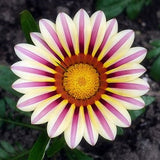 Egrow,Gazania,Seeds,Semillas,Gazania,Splendens,Chrysanthemum,Seeds,Garden,Flowers,Seeds