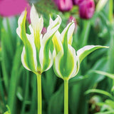Egrow,Colorful,Tulip,Seeds,Garden,Perennial,Potted,Tulip,Flower,Plants