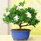 Egrow,Gardenia,Seeds,Garden,Potted,Bonsai,Amazing,Smell,Beautiful,Flowers,Plant