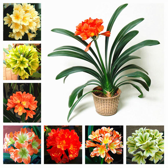 Egrow,Potted,Clivia,Seeds,China,Clivia,Potted,Flowers,Seedling,Outdoor,Bonsai,Balcony,Flower