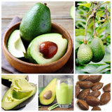 Egrow,Avocado,Seeds,Persea,Americana,Healthy,Fruit,Salad