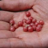 Egrow,Elaeagnus,Umbellate,Seeds,Elaeagnus,Umbellate,Semente,Plant,Autumn,Elaeagnus