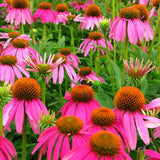 Egrow,Echinacea,Seeds,Purple,Coneflowe,Bonsai,Garden,Plant